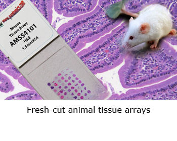 3145b3_03fe9c50be5a49c99e268335166bc5a9~mv2