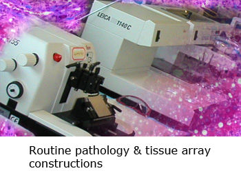 3145b3_2417729e55f4486684c66e75559fb456~mv2