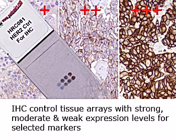 3145b3_5c14256fba4f48db84ab2ddca30755e4~mv2