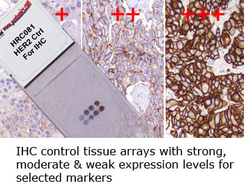 3145b3_5c14256fba4f48db84ab2ddca30755e4~mv2