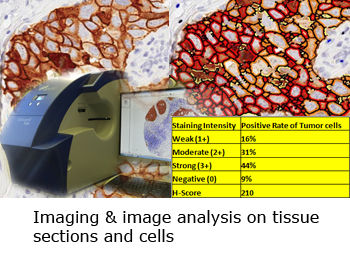 3145b3_a2e3f4a84728429ba1fc95dabe4a80fe~mv2