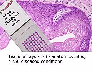 3145b3_f5b44890d14a4633af36f273fddc1dcf~mv2